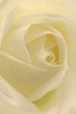 This close-up invites you into the gentle heart of a cream-white rose, as if cocooned within its layers on a peaceful morning in Collier Row. The petals spiral with whispered grace, each one soft as silk and touched by the diffused glow of natural light. Subtle shadows move between the ivory folds, adding a quiet vibrancy to the composition. The overall mood is tranquil, infused with the same serene ambiance found in Collier Row's beloved green spaces. As a symbol, this rose is chosen for moments of sympathy, admiration, or new beginnings-a subtle gesture crafted with genuine care by a local florist. The barely-there, fresh fragrance lingers in the air, enhancing the sense of quiet comfort and refinement. The arrangement speaks not only to the skill behind each bloom, but to the traditions of Collier Row-a community where every flower is selected to honor life's most sincere moments.